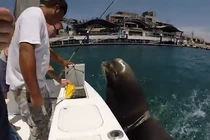 Hải cẩu nhảy lên thuyền... xin cá ăn