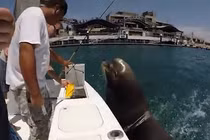 Hải cẩu nhảy lên thuyền... xin cá ăn