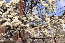 Hot girl Việt lạc bước giữa mùa hoa Mộc Lan ở Hàn Quốc 