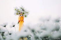 Cười không nhặt được mồm với chùm ảnh “tôi thấy gà vàng trên cúc họa mi”