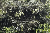 Chuyện hiếm trên phố HN: Xoài trĩu quả khắp vỉa hè