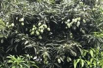 Chuyện hiếm trên phố HN: Xoài trĩu quả khắp vỉa hè