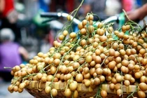 Video: Thứ “quả vàng” mùa hè là vị thuốc rất quý nhiều người đang để phí 