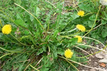 Video: Dưỡng gan, thải độc, làm sạch máu chỉ với loại cây mọc hoang