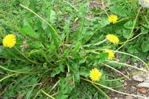 Video: Dưỡng gan, thải độc, làm sạch máu chỉ với loại cây mọc hoang