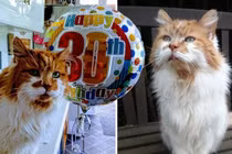 Dân mạng chúc mừng sinh nhật chú mèo già nhất thế giới