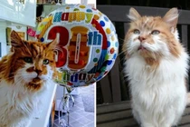 Dân mạng chúc mừng sinh nhật chú mèo già nhất thế giới
