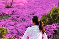 Mùa hoa đỗ quyên đó ta từng bên nhau