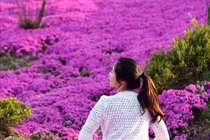 Mùa hoa đỗ quyên đó ta từng bên nhau