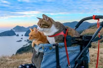 Ghen tỵ với 2 chú mèo du lịch khắp Nhật Bản cùng ông chủ doanh nhân