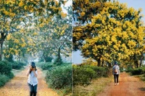 Ngỡ như lạc lối ở "xứ Hàn" khi mùa hoa muồng nở vàng trời Gia Lai