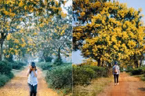 Ngỡ như lạc lối ở "xứ Hàn" khi mùa hoa muồng nở vàng trời Gia Lai