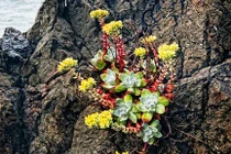 Thi nhau đào trộm sen đá bán sang TQ, HQ giá hơn 1 triệu đồng/cây