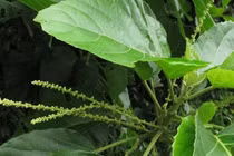 Người đàn ông suy hô hấp vì dùng lá lộc mại chữa táo bón