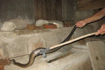 Muốn rắn không bò vào nhà hãy thử những cách đuổi rắn này