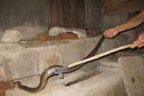 Muốn rắn không bò vào nhà hãy thử những cách đuổi rắn này