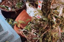 Thanh Điền đau lòng vì mộ Thanh Kim Huệ bị đám đông giẫm đạp