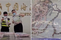 Nam du khách bị bắt vì giấu hơn 100 con rắn trong quần