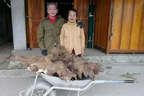 Từ chối bán củ khoai giá 15 triệu, cụ ông để nấu chè đãi cả làng