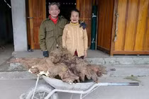 Từ chối bán củ khoai giá 15 triệu, cụ ông để nấu chè đãi cả làng