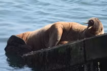 Hải mã trôi dạt từ Bắc Cực tới Ireland, quá giang tàu thủy về nhà