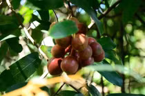 Đặc sản rừng vị cay ngọt, nhiều công dụng, giá hơn nửa triệu/kg 