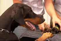 “Siêu chó mẹ” gây choáng khi sinh một lúc 18 chú chó con