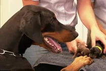 “Siêu chó mẹ” gây choáng khi sinh một lúc 18 chú chó con