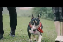 Video: Sốt clip chế hit của Chi Pu về đời anh trộm chó