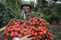 Đổi đời trên đồi sỏi đá: Dân Lục Ngạn vang danh nhờ vải thiều