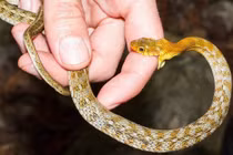 10 ngày tiếp nhận 13 ca rắn cắn sau mưa lũ