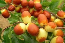 Loại quả giòn ngọt, “đại bổ”, giúp dưỡng gan, tốt cho tim mạch