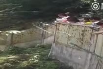 Hết vặt đuôi công, du khách Trung Quốc ném đá gấu trúc