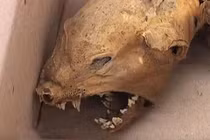 Phát hiện hài cốt rùng rợn của quái vật hút máu