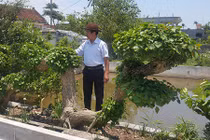 Cây na nước “khủng” dáng rồng bay huyền bí giá hàng trăm triệu đồng 