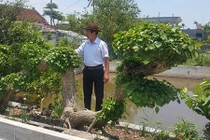 Cây na nước “khủng” dáng rồng bay huyền bí giá hàng trăm triệu đồng 