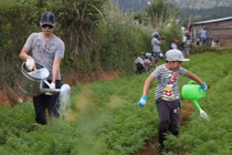 Sao “Bố ơi, Mình đi đâu thế” trải nghiệm làm nông dân