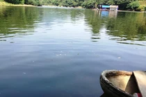 Vụ cá chết trên sông Bưởi: Kiểm tra hàng loạt nhà máy