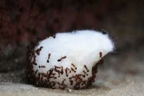 Mẹo đuổi kiến cực sạch chỉ với cục bông, muối, đường