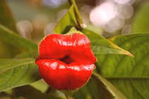 Những loài thực vật kỳ lạ tên đã dị, hình còn kinh hoàng hơn