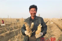 Thu tiền tỷ nhờ trồng “nhân sâm sa mạc“ Nhục Thung Dung