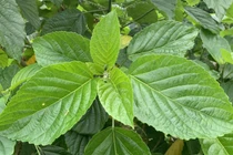 Người phụ nữ tan máu cấp vì dùng lá lộc mại chữa táo bón