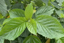 Người phụ nữ tan máu cấp vì dùng lá lộc mại chữa táo bón