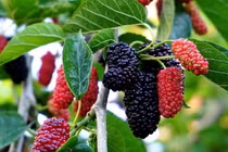 Loại quả được ví như “thuốc hạ đường huyết”, ngăn ngừa lão hóa