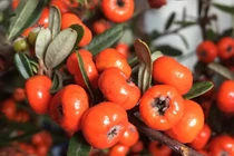 Người Việt đua nhau đặt cành hồng chi chít quả về trưng Tết