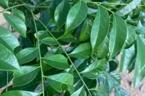 Loại lá thơm phức làm gia vị là "kho" dinh dưỡng cho sức khỏe