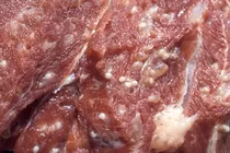 Cách phát hiện thịt bò, thịt lợn nhiễm giun sán 