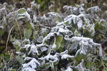 Tuyết vừa qua, sương muối tấn công dữ dội Lào Cai