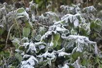 Tuyết vừa qua, sương muối tấn công dữ dội Lào Cai