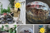 Xôn xao hình ảnh mai rùa phóng sinh khắc tên gia đình Thủy Tiên?